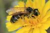 Halictus sp.